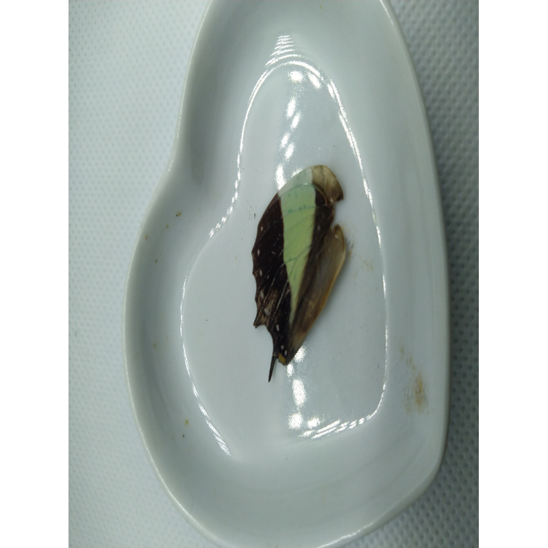 Vlinder vleugel nr 5